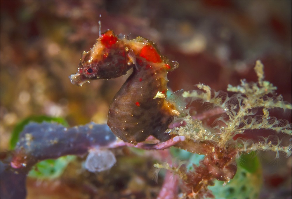 Hippocampus severnsi　→　H. pontohi