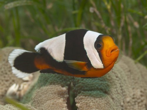 トウアカクマノミは珍しい