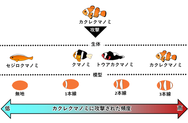 縞の数が減るほど攻撃性も減る