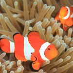 カクレクマノミは白い3本の線